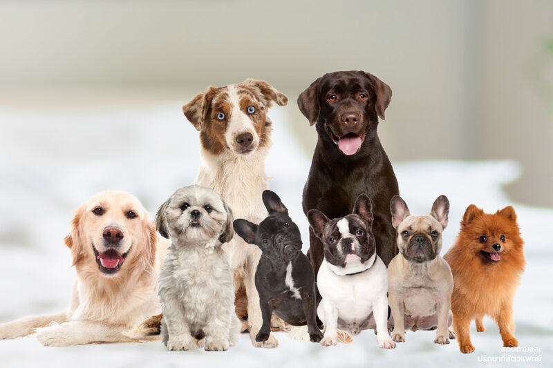 สายพันธุ์ยอดฮิต ผิวแพ้ง่าย