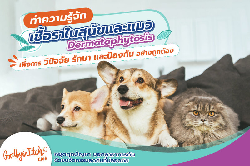 เชื้อราในสุนัขและแมว (Dermatophytosis)