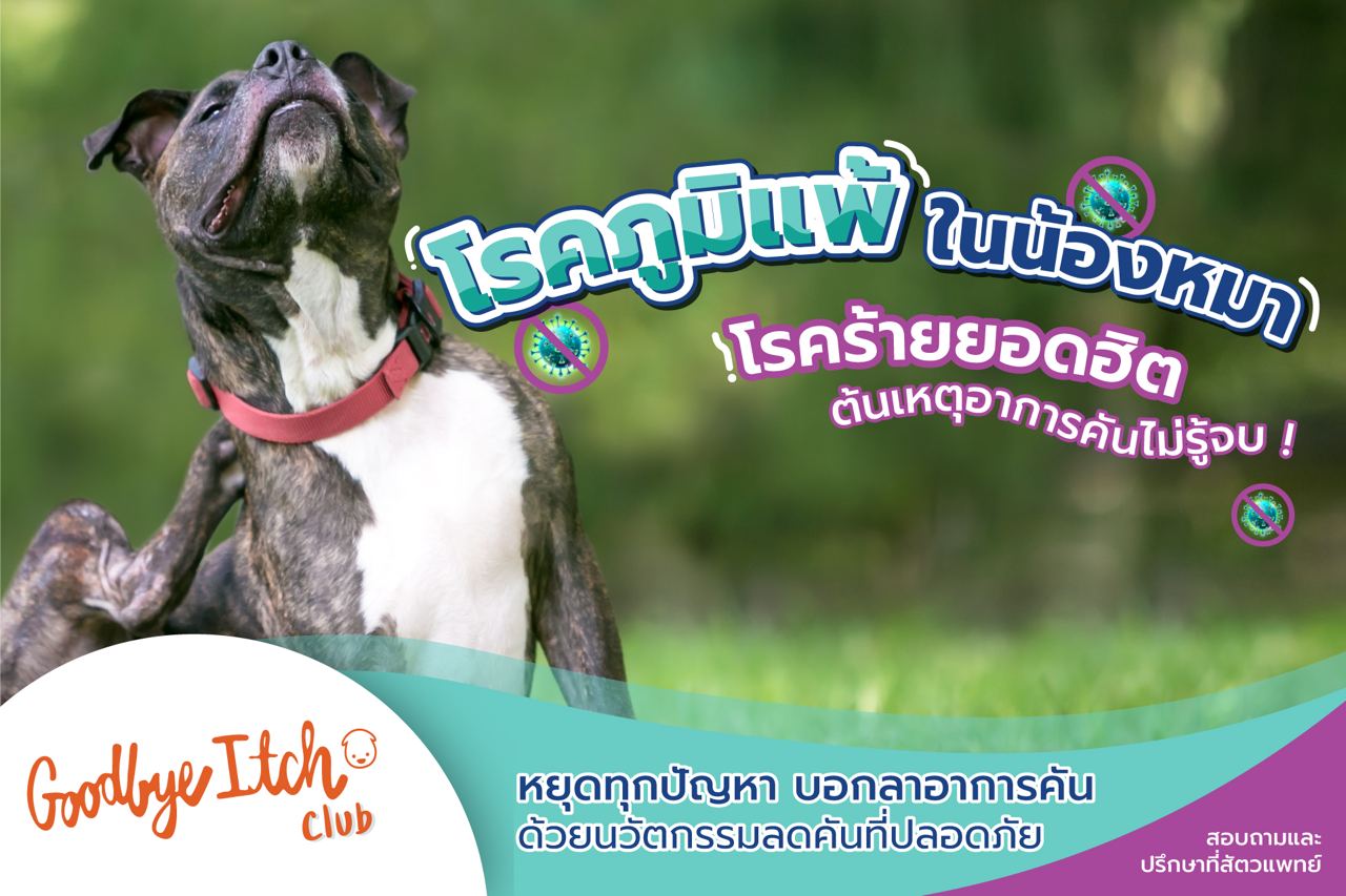 โรคภูมิแพ้ในน้องหมา