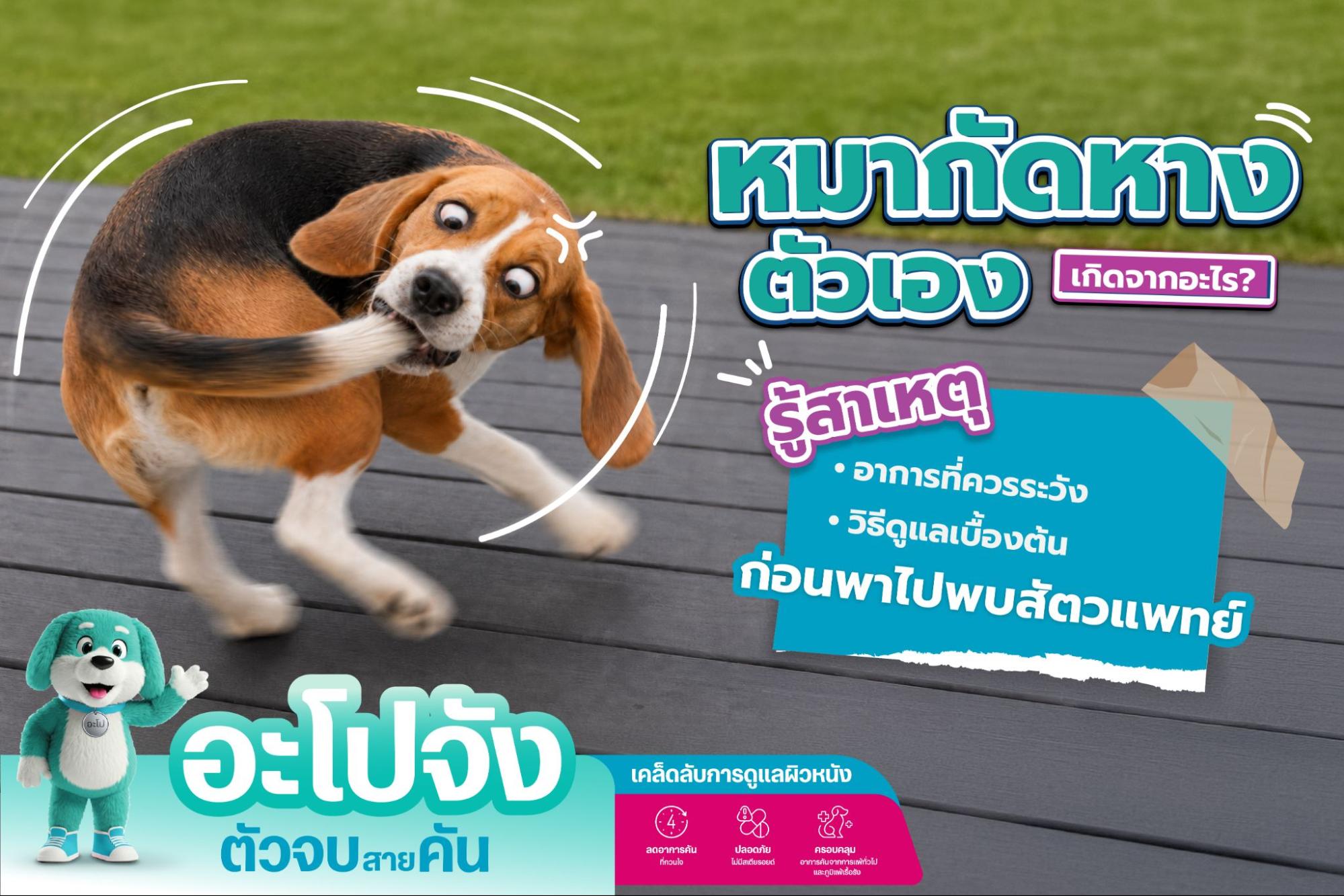 หมากัดหางตัวเอง สาเหตุที่ต้องรู้และวิธีแก้ไข