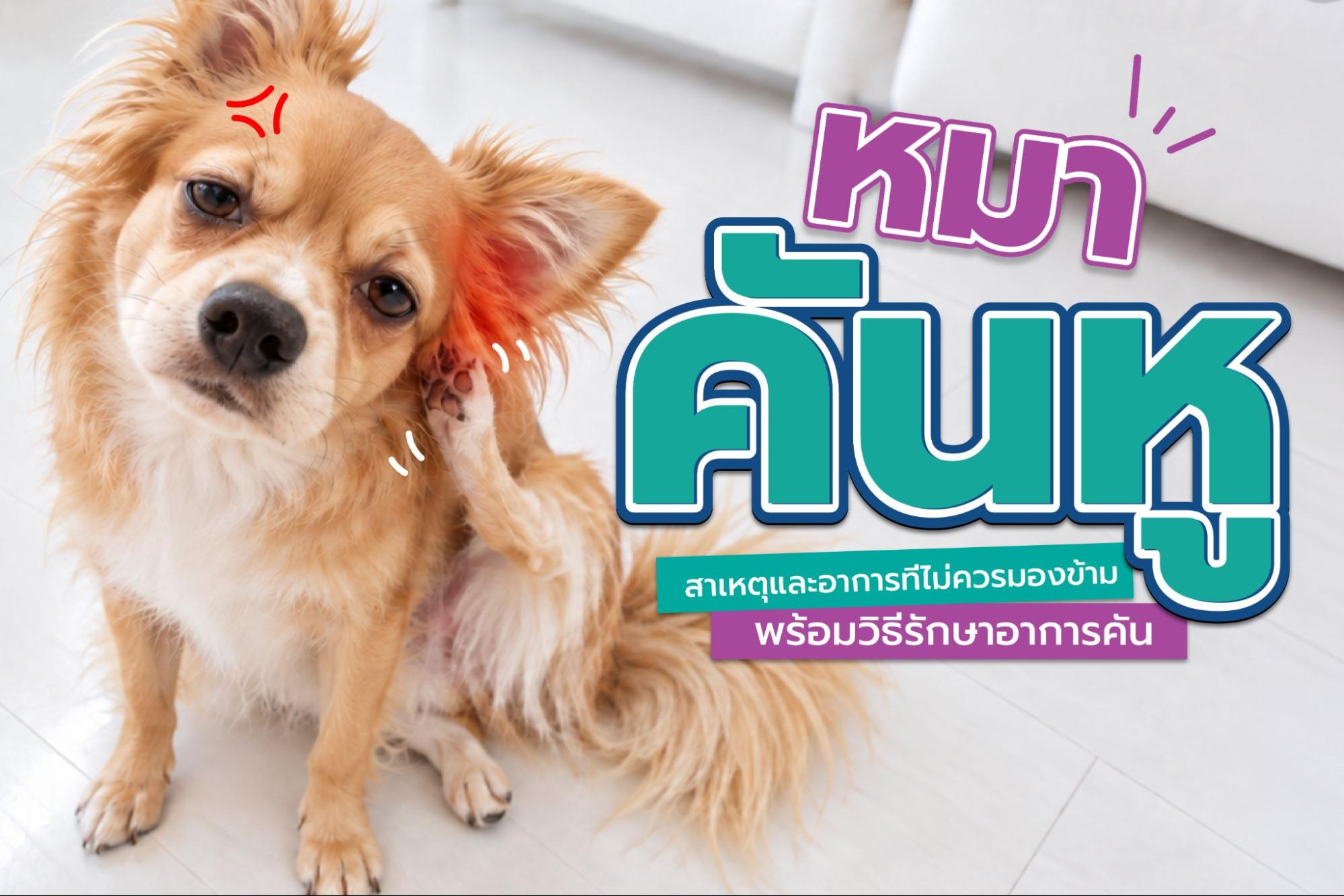 หมาคันหู เกิดจากอะไร? เจาะลึกสาเหตุพร้อมวิธีแก้อาการคัน