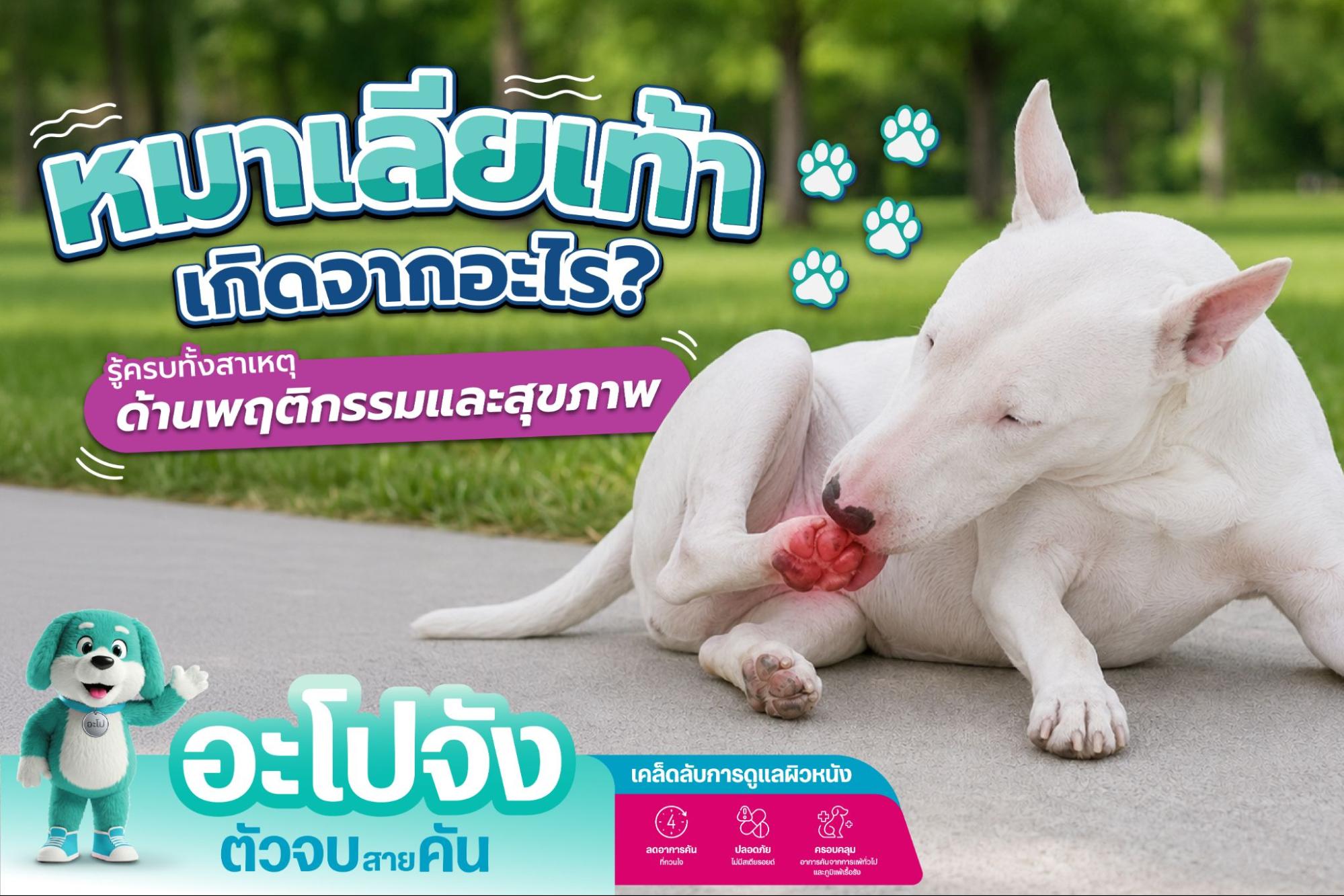 หมาเลียเท้าเกิดจากอะไร? พร้อมวิธีแก้ที่ถูกต้อง